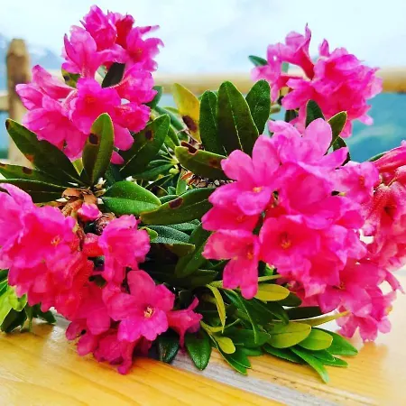 Schirfhof Feriegård