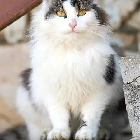 Schirfhof Feriegård