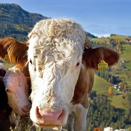 Schirfhof * Michaelerberg