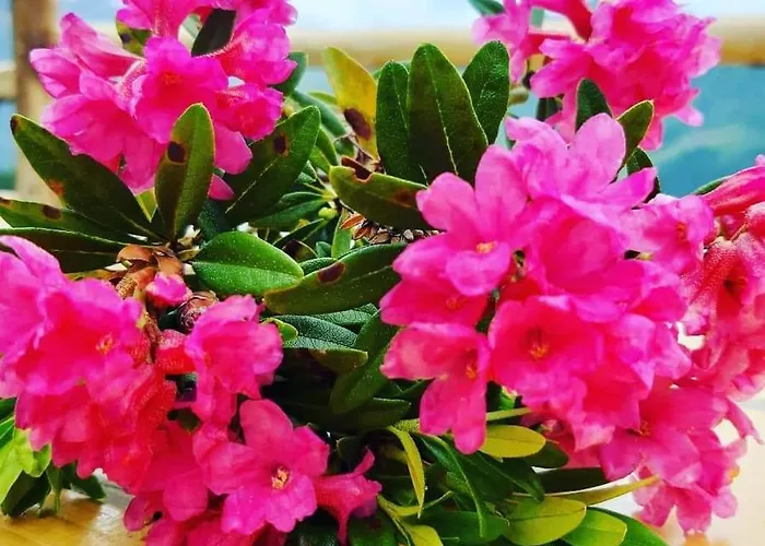 Schirfhof مزرعة للإقامة