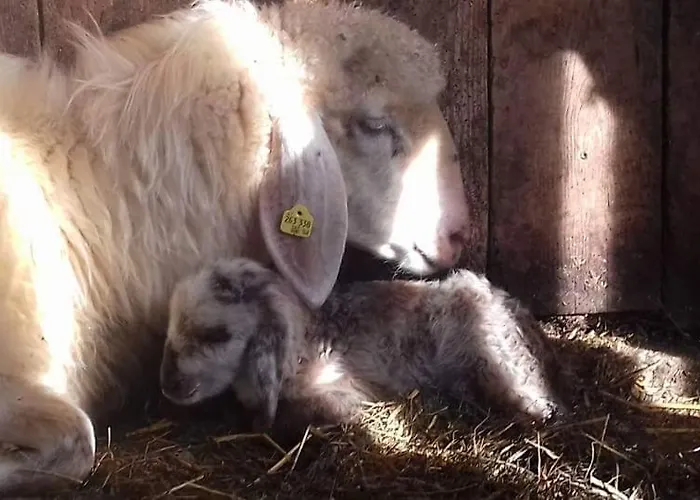 Schirfhof مزرعة للإقامة *