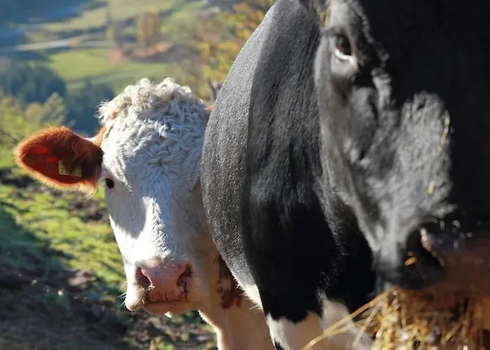 Schirfhof Michaelerberg