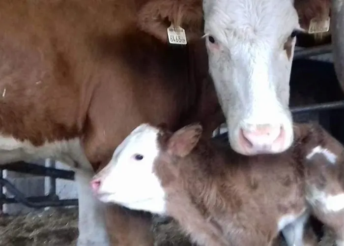 Schirfhof * Michaelerberg