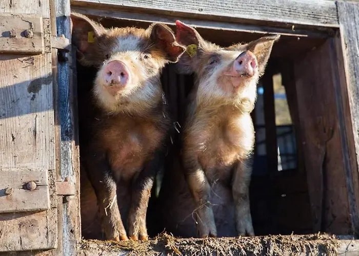 Vakantieboerderij Schirfhof Michaelerberg