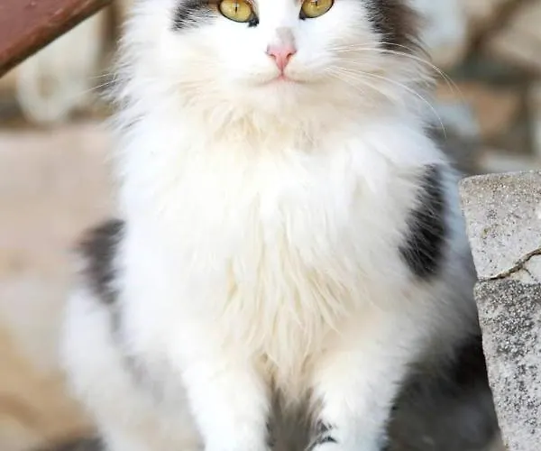 Schirfhof Vakantieboerderij