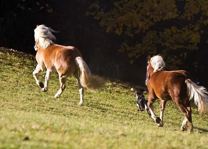 Vakantieboerderij Schirfhof *