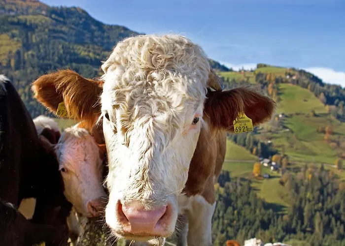 Schirfhof * Michaelerberg