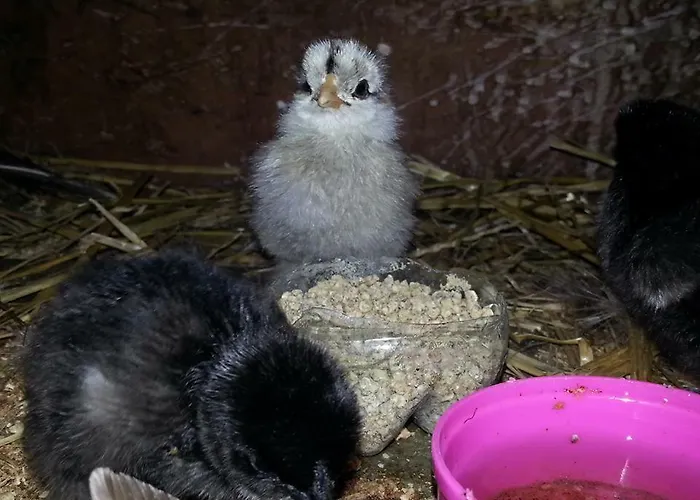 农家乐 斯瑞富农家乐 Michaelerberg